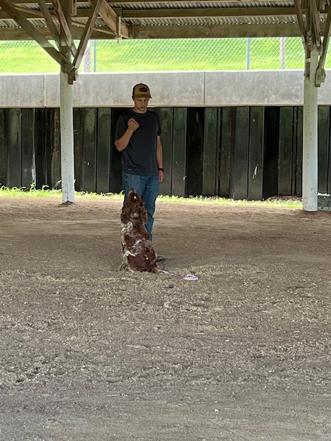 Youth training their 4-H dogs.