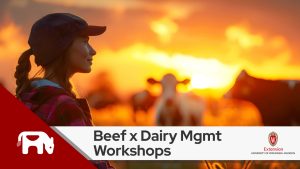 Beef x Dairy Management Workshop Flyer, cows in the sunset